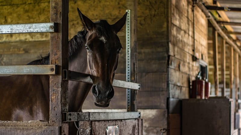 cheval, chevaux, animal, équitation, manège, horse, équidé, poulain, marron, tête, crinière, concours hippique, caleche, concours, nature, equitation, chevaux, horse, horse, horse, equitation, equitation, equitation, equitation, equitation