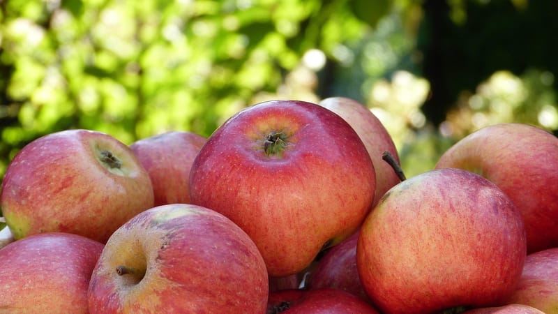 pommes, rouge, corbeille, jardin, récolter, mûr, arbre fruitier, pommier, frais, biographie, en bonne santé, santé, virus, froid, système immunitaire, prévenir, régime alimentaire, diabète, végétarien, végétalien, maintenir, réserve naturelle, cadeau, la nature, précieux