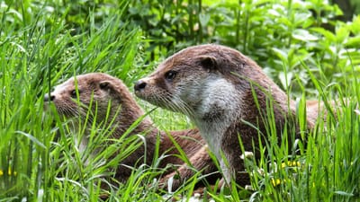 loutre, animaux, nature, l'eau, prairie, maintenance, calmer, sauvage