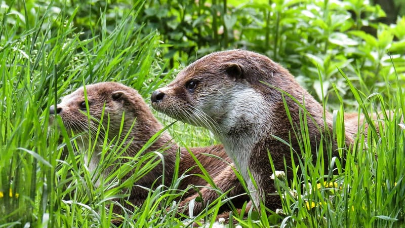 loutre, animaux, nature, l'eau, prairie, maintenance, calmer, sauvage