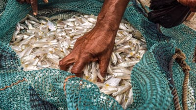 Un pêcheur examine une prise fraîche dans un filet à Digha, en Inde, mettant en avant les pratiques de pêche traditionnelles.