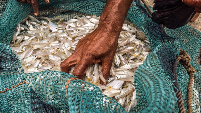 Un pêcheur examine une prise fraîche dans un filet à Digha, en Inde, mettant en avant les pratiques de pêche traditionnelles.