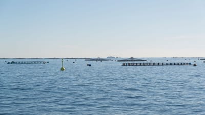 Vue aérienne des cages à poissons dans l'océan sous un ciel bleu clair, illustrant les pratiques de l'aquaculture.