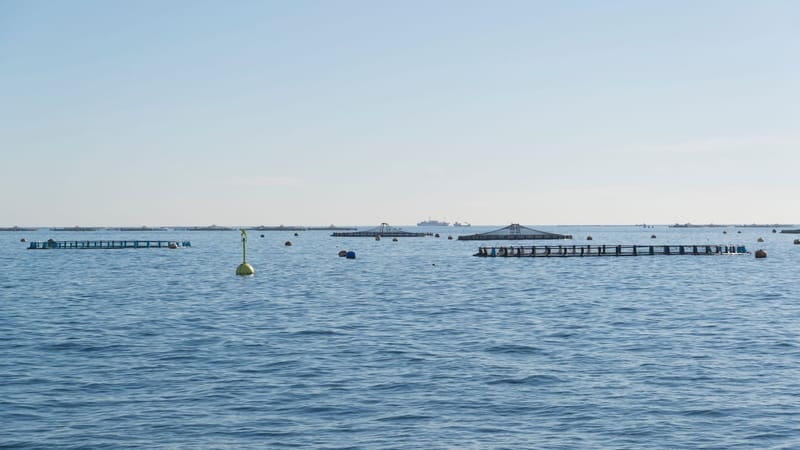 Vue aérienne des cages à poissons dans l'océan sous un ciel bleu clair, illustrant les pratiques de l'aquaculture.
