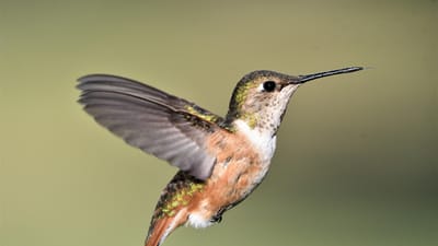 rufus, femme, colibri, photographie d'oiseaux, nature, faune, photographie animalière, observation des oiseaux, la photographie, animaux, oiseaux, aviaire, oiseaux, oiseaux, oiseaux, oiseaux, oiseaux
