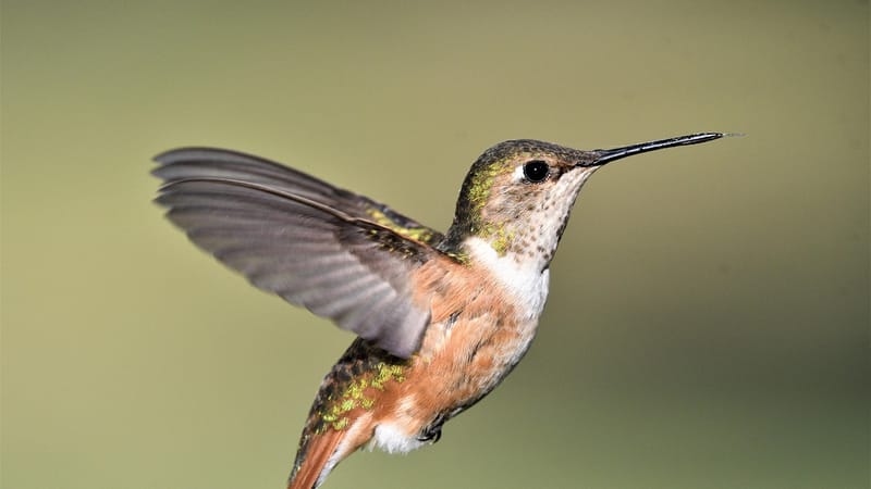 rufus, femme, colibri, photographie d'oiseaux, nature, faune, photographie animalière, observation des oiseaux, la photographie, animaux, oiseaux, aviaire, oiseaux, oiseaux, oiseaux, oiseaux, oiseaux