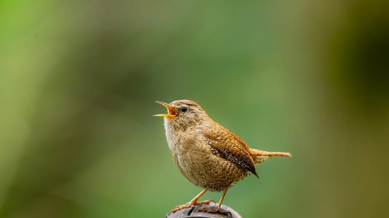 troglodyte, oiseau, nature, chant d'oiseau, oiseau chanteur, printemps, ornithologie, faune, photographie, oiseau brun, arrière-plan flou, chant, photographie ornithologique, environnement naturel, habitat naturel, écosystème, gros plan, bec