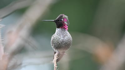 le colibri d'anna, oiseau, séance, colibri, animal, oiseau sauvage, faune, nature, photographie d'oiseaux, observation des oiseaux, la photographie de la nature, photographie animalière, fermer, colibri, colibri, colibri, colibri, colibri