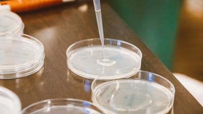 Gros plan d'une pipette ajoutant du liquide dans des coupelles de Petri dans un laboratoire.