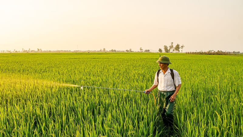 agriculture, blé, sur le terrain, vert, l'été, cultiver, aliments, nature, riz, vietnam, fermier