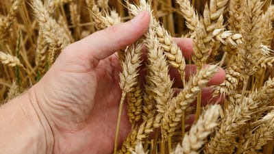 blé, maïs, des céréales, pain, récolter, agriculture, des graines, épis, kolos, la nature, champ, village, l'été, à l'heure d'été, jaune, paille, ferme, richesse, beaucoup de, aliments, agronome, cultivation, ramasser, blé, blé, blé, blé, blé, maïs, maïs, maïs, épis, champ, paille, paille, paille, richesse, richesse, richesse, agronome, agronome, agronome, agronome, agronome