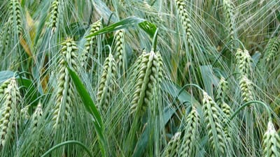 cultures de blé, orge, cultures, des céréales, céréales, champ d'orge, aliment de base, les glucides, terres arables, blé, sur le terrain, gazon, champ de blé, herbe de blé, les terres arables, agriculture, cultiver, cultivation, nature, paysage, rural, la campagne, orge, orge, blé, blé, blé, blé, blé