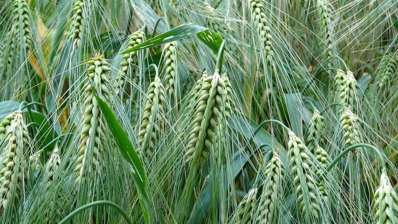 cultures de blé, orge, cultures, des céréales, céréales, champ d'orge, aliment de base, les glucides, terres arables, blé, sur le terrain, gazon, champ de blé, herbe de blé, les terres arables, agriculture, cultiver, cultivation, nature, paysage, rural, la campagne, orge, orge, blé, blé, blé, blé, blé