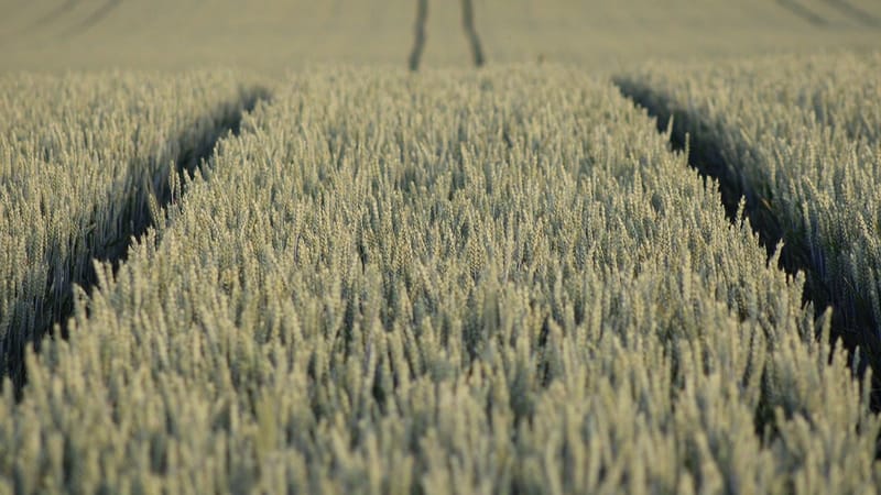 domaine, agriculture, grain, fond d'écran complet hd, fonds d'écran, monoculture, la nature, paysage, fond d'écran windows, fond d'écran 4k 1920x1080, arrière-plan gratuit, fond d'écran 4k, fond d'écran gratuit, beau fond d'écran, fond d'écran mac, champ de céréales, fond d'écran d'ordinateur portable, arrière-plans sympas, fond d'écran hd, contexte