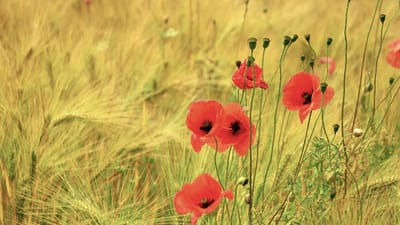 grain, coquelicot, coquelicots, orge, champ d'orge, champ de céréales, champ de blé, agriculture, domaine, récolter, la nature, pic, cultures de plein champ