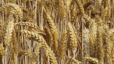 récolter, grain, domaine, cultures de plein champ, pic, champ de céréales, agriculture