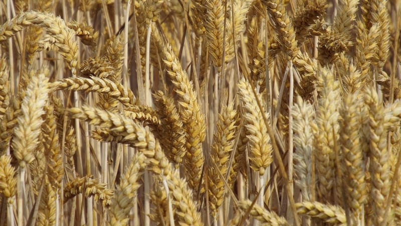 récolter, grain, domaine, cultures de plein champ, pic, champ de céréales, agriculture