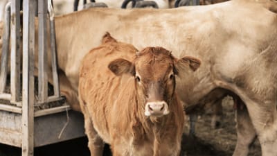 Jeune veau regardant dans une cour de ferme rurale avec des vaches à proximité.
