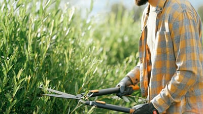 Gros plan d'un jardinier en chemise à carreaux taillant des buissons verts avec des cisailles en plein air par une journée ensoleillée.