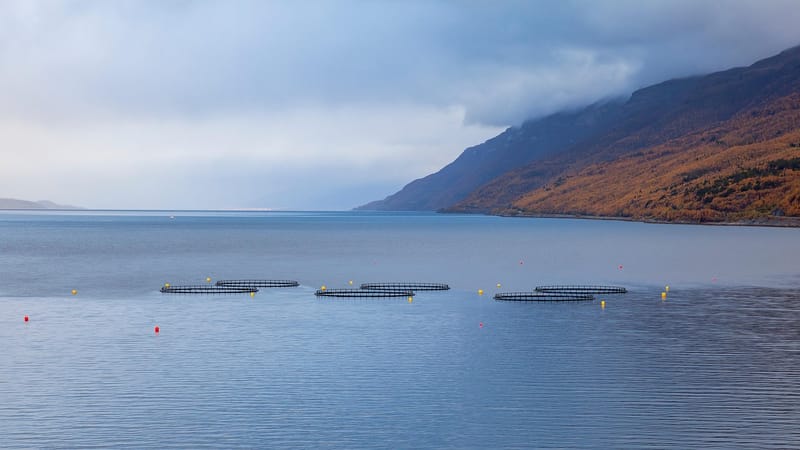 mer, aquaculture, sac d'élevage, fjord, nature, norvège, neige fondue, automne, industrie