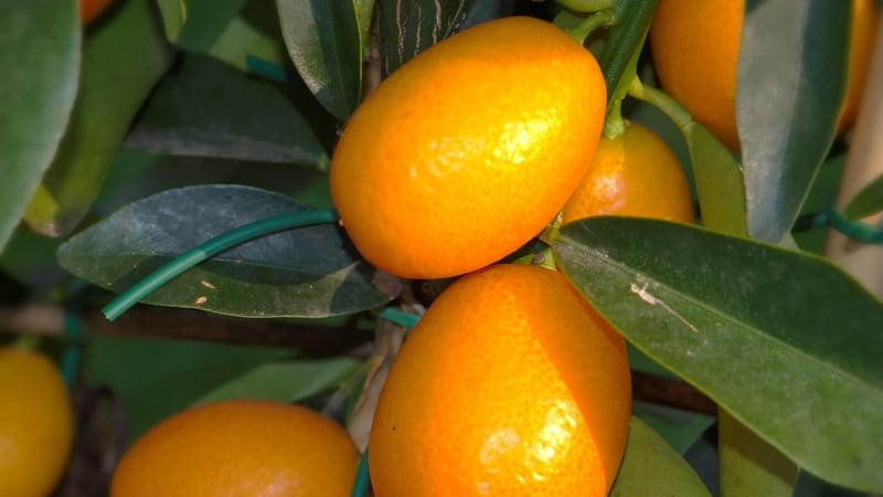 agrumes, citrus fortunella, kumquat, zwergorange, rautengewächs, repas, plante, nature, usine de transformation alimentaire, citrus
