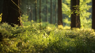 sol de la forêt, fougère, forêt, nature, vert, plantes, mousse, fermer, flore, frondes de fougère, ambiance, atmosphérique, structure, mystique, plante forestière, fougère, fougère, fougère, fougère, forêt, nature, mousse, mousse, mousse, mousse, mousse