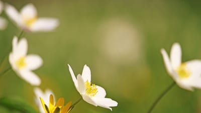 anémone des bois, fleur de forêt, fleur blanche, pétales, pétales blancs, anémone, plantes sauvages, plante forestière, fleurir, bloom, fleurs sauvages, nature, fleurs de printemps, le printemps, début de floraison, fermer