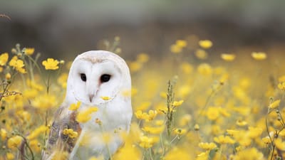 hibou, oiseau, animal, plumes, plumage, le bec, fond d'écran fleur, facture, observation des oiseaux, ornithologie, monde animal, nature, flower background, belles fleurs, sur le terrain, fleurs