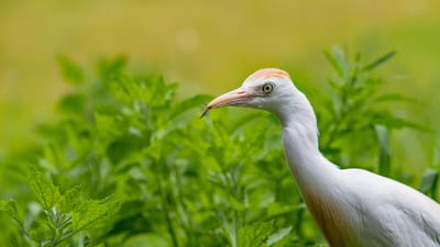 garde boeuf, oiseau, nature, gaiazoo, faune, animal