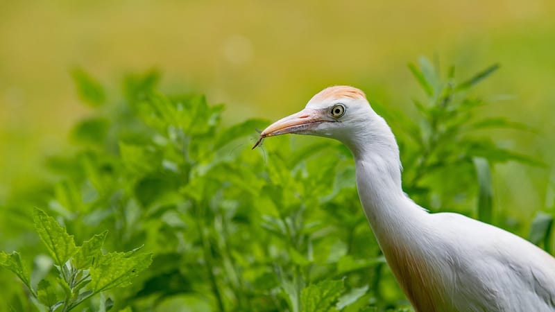 garde boeuf, oiseau, nature, gaiazoo, faune, animal