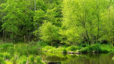 marécages, la conservation des zones humides, printemps marais, zone humide, marais, nature, paysage, lande, landes, marécageux, l'eau, étang, le printemps des arbres, zone de conservation, protection de l'environnement, vert printemps, eau verte, vert paysage