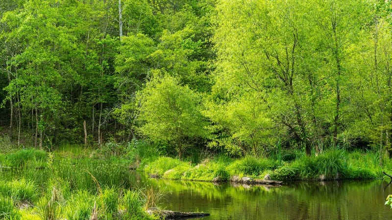 marécages, la conservation des zones humides, printemps marais, zone humide, marais, nature, paysage, lande, landes, marécageux, l'eau, étang, le printemps des arbres, zone de conservation, protection de l'environnement, vert printemps, eau verte, vert paysage
