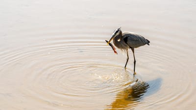 héron, héron pêche, oiseau, nature, plumage, facture, chasseur, le marais, étang, zone humide, faune, grand héron bleu, la préservation des zones humides, protection de l'environnement