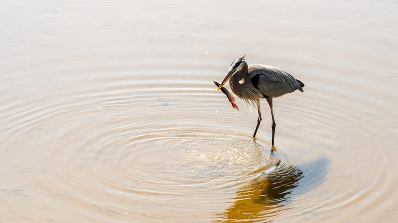 héron, héron pêche, oiseau, nature, plumage, facture, chasseur, le marais, étang, zone humide, faune, grand héron bleu, la préservation des zones humides, protection de l'environnement