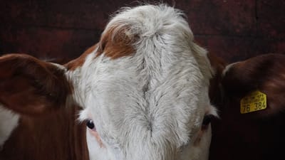 Gros plan détaillé d'une vache brune et blanche avec une étiquette à l'oreille dans un environnement de grange.