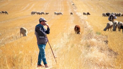 Un berger se tient dans un champ ensoleillé surveillant des moutons paissant sur l'herbe dorée.