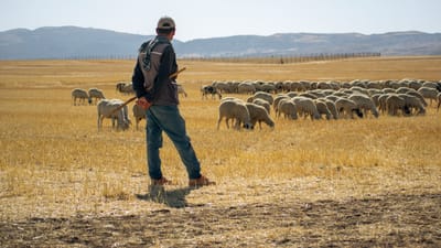 Un berger veille sur son troupeau de moutons dans un vaste champ ensoleillé.