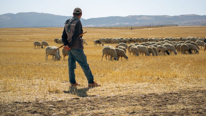 Un berger veille sur son troupeau de moutons dans un vaste champ ensoleillé.