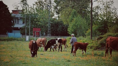 Une scène sereine d'un fermier avec des vaches paissant dans un champ vert entouré d'arbres.