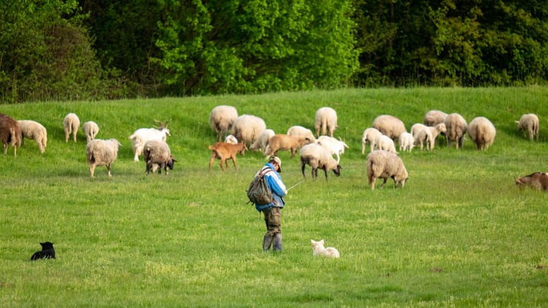 Un berger veille sur un troupeau de moutons et d'agneaux dans un champ verdoyant.