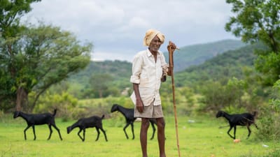 Agriculteur âgé tenant un bâton, entouré de chèvres dans un champ verdoyant.