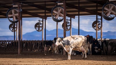 Vaches Holstein dans une grande étable laitière avec des montagnes en arrière-plan.
