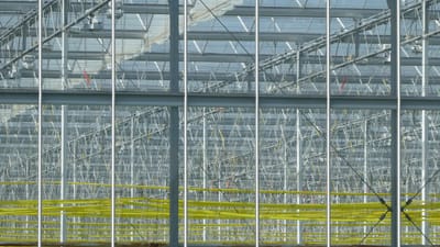 serre, architecture, horticulture, structure, lignes, plantes, nature, l'écosystème, l'écologie
