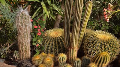 cactus, jardin, désert, botanique, nature, horticulture, environnemental, serre, les plantes, jardinage, environnement, brun jardinage