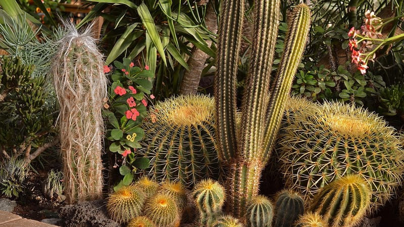cactus, jardin, désert, botanique, nature, horticulture, environnemental, serre, les plantes, jardinage, environnement, brun jardinage