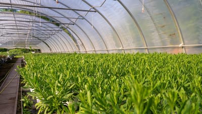 pépinière, à effet de serre, les plantes, la nature, agriculture, jardin, l'été, vert, flore, entreprise, jardinage, aménagement paysager, rapport annuel, fleuriste, horticulture, environnement, folié, croissance, feuille, le printemps, maison, travailler, pépinière, pépinière, pépinière, pépinière, pépinière