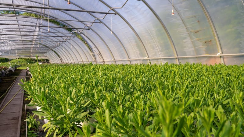 pépinière, à effet de serre, les plantes, la nature, agriculture, jardin, l'été, vert, flore, entreprise, jardinage, aménagement paysager, rapport annuel, fleuriste, horticulture, environnement, folié, croissance, feuille, le printemps, maison, travailler, pépinière, pépinière, pépinière, pépinière, pépinière