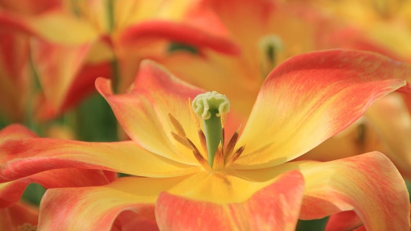 fleur, belles fleurs, calice, rouge, jaune, flower background, plante, ouvert, l'été, les plantes, vert, prairie, jardin, nature, fond d'écran fleur, pépinière, fleuriste