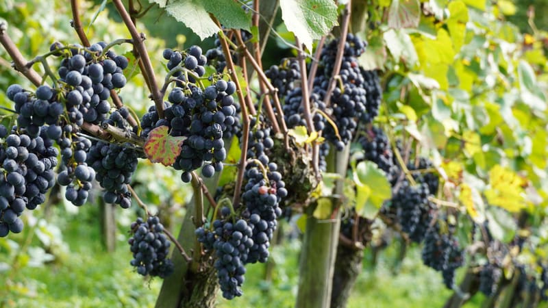 Scène vibrante de vignoble avec des grappes de raisins rouges mûrs suspendues parmi des feuilles vertes.