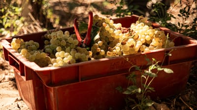 Vue en gros plan de raisins fraîchement récoltés dans une caisse rouge à l'extérieur, la lumière du soleil projetant des ombres.